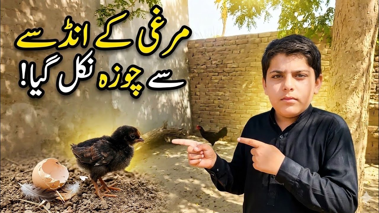 Murghi ke andon se chuze nikle 🐥🥰