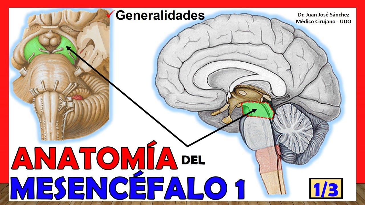🥇 Anatomía del MESENCÉFALO 1/3. (Cerebro Medio) ¡Explicación Fácil!