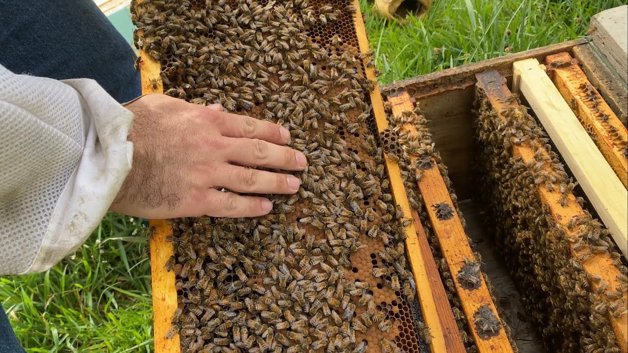 Following Our Nuc: Swarm Cells, Back Filled Brood Nest, Virgin Queen & Supering