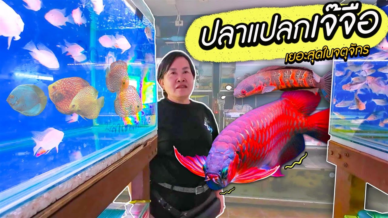 อัพเดตปลาแปลกร้านเจ๊จือ ปลาช่อนแดงราคาหลักร้อย