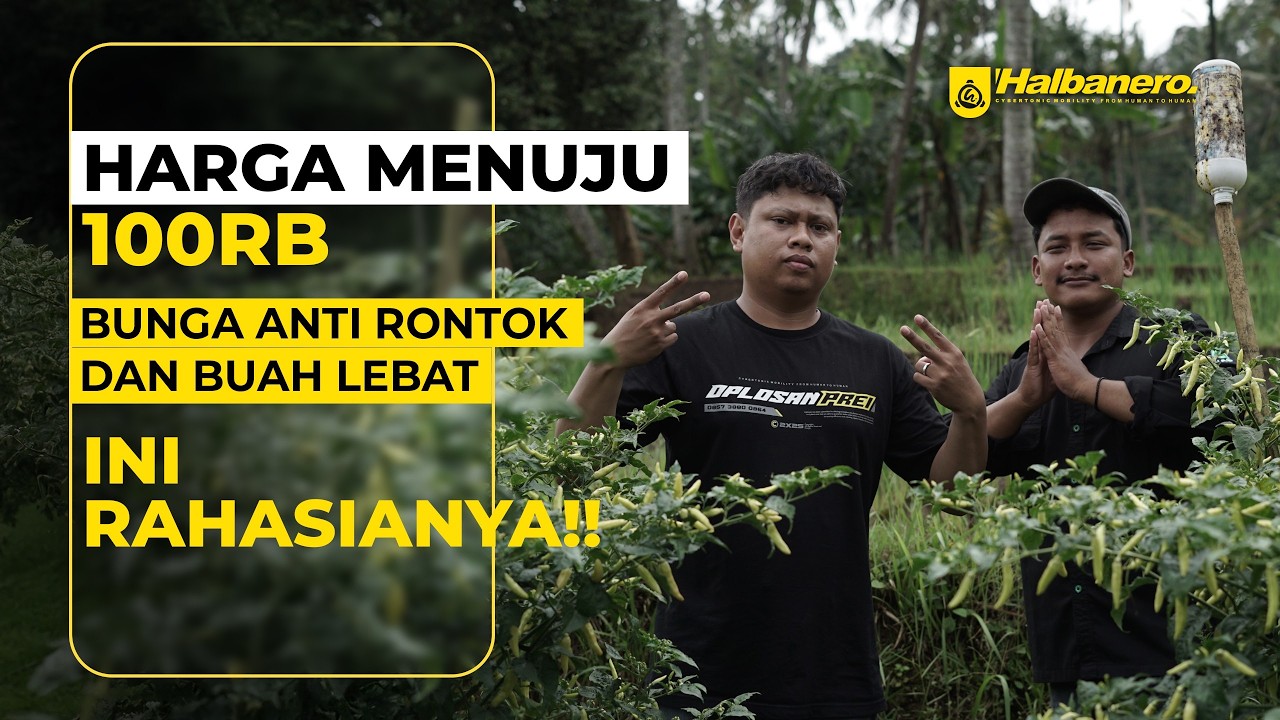 STRATEGI PEMUPUKAN DAN PENCEGAHAN HAMA PENYAKIT DI LAHAN SAWAH ❗❗❗