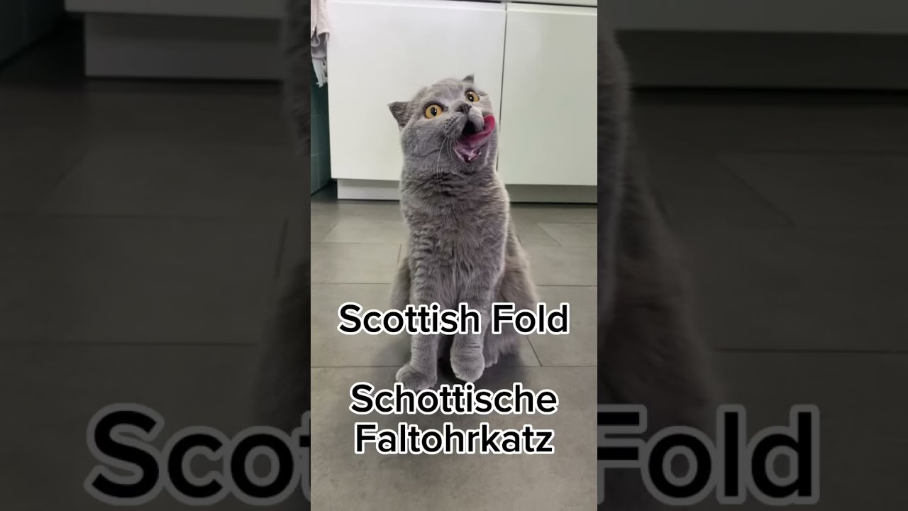 Scottish Fold / Schottische Faltohrkatze