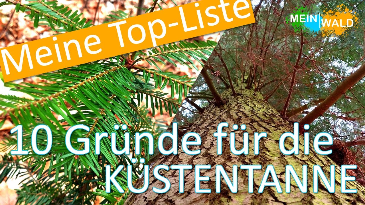 🔟 🌲10 Gründe warum die Küstentanne in unsere Mischwälder gehört