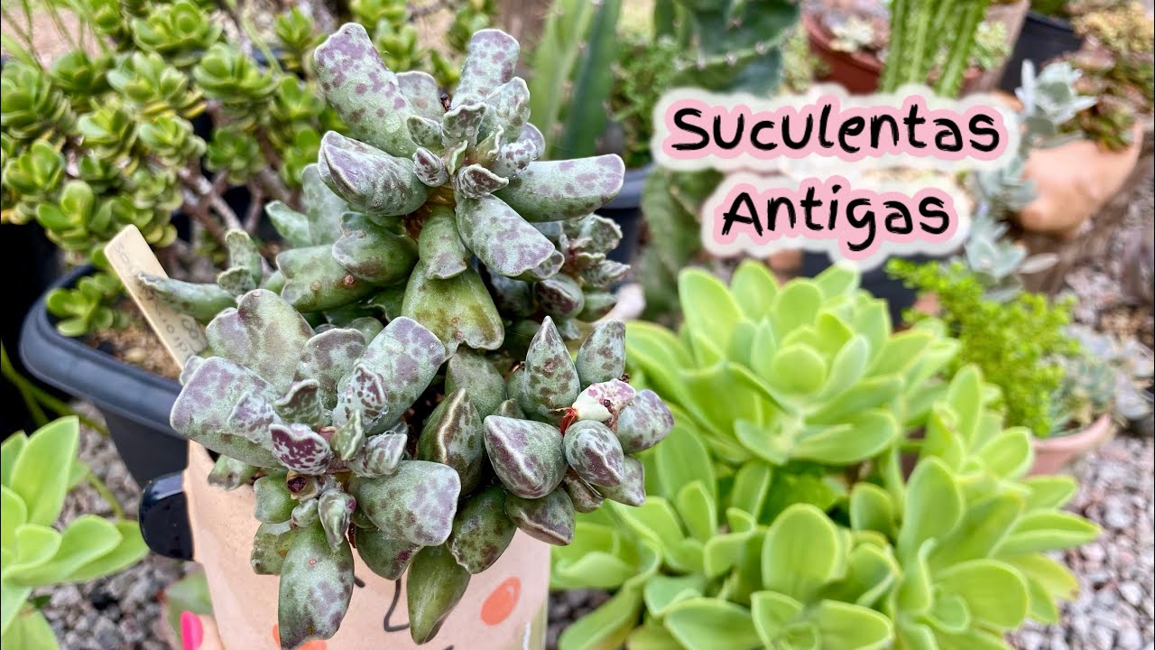 SUCULENTAS ANTIGAS QUE NÃO SE VÊ NAS TELAS DOS VÍDEOS