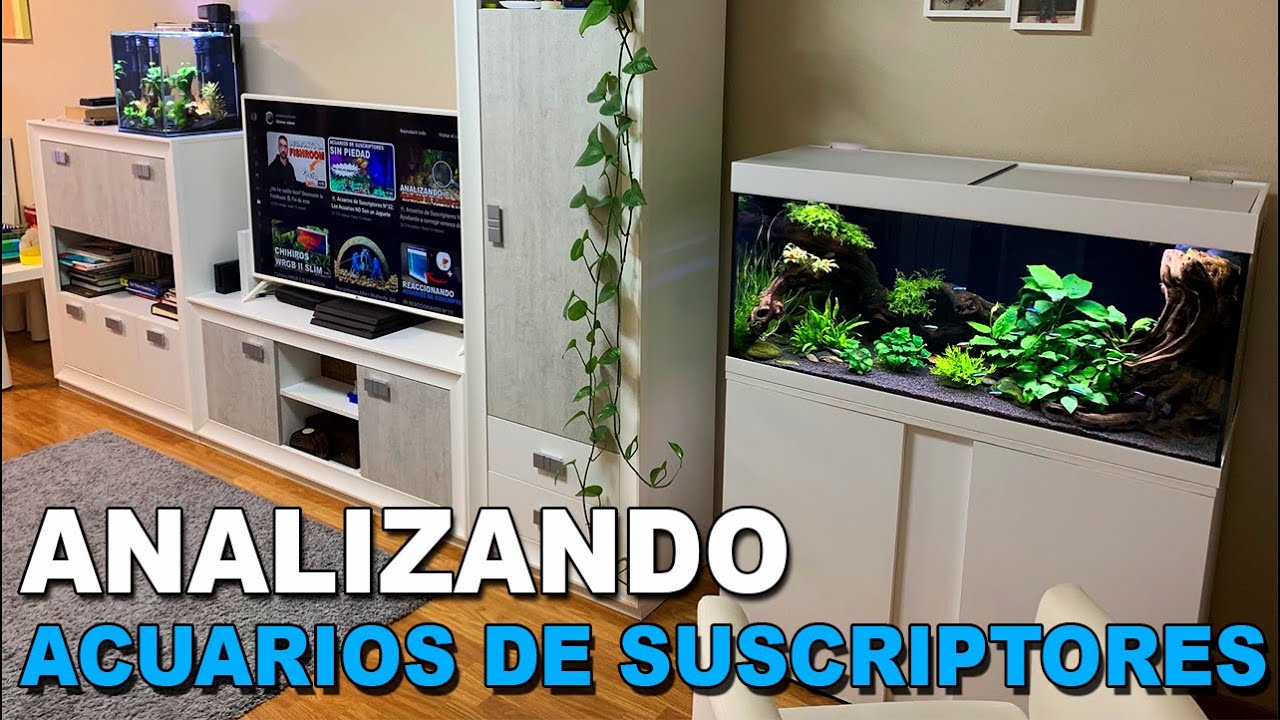 🕵️ Acuarios de Suscriptores Nº43: Acuario de revista ¡Me encanta!😃