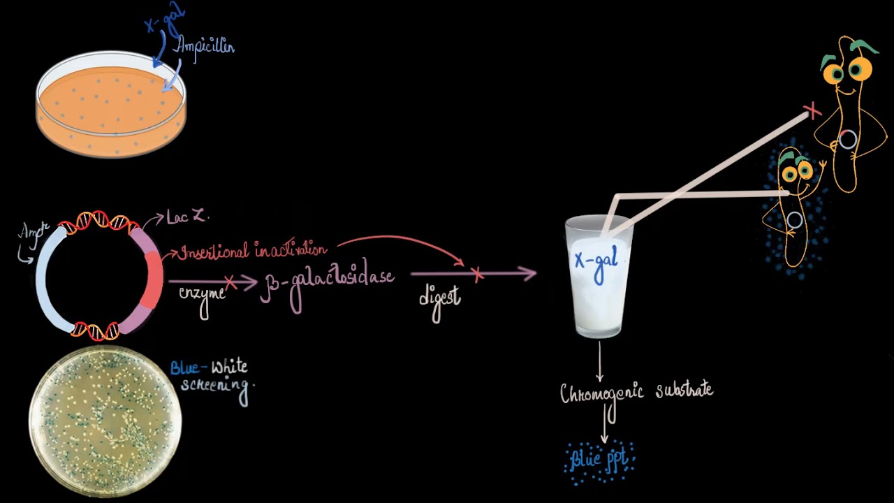 Insertional inactivation using Lac Z gene (Blue white screening) | Biotechnology | Khan Academy