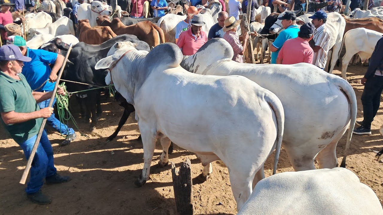 PREÇO DO GADO NA FEIRA DE ANIMAIS DE TABIRA PE 10/09/2025