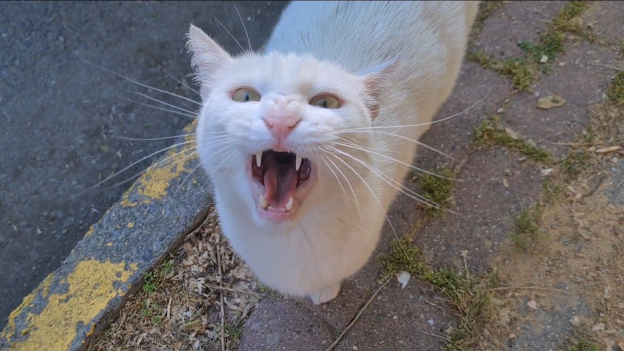 Angry White Cat Attacking everything it encounters.