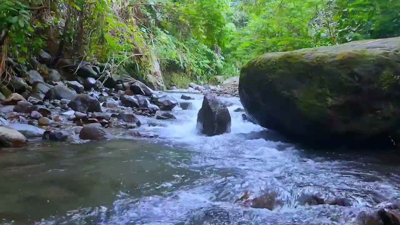 Deep Sleep with River Sounds | Relaxing Forest Water