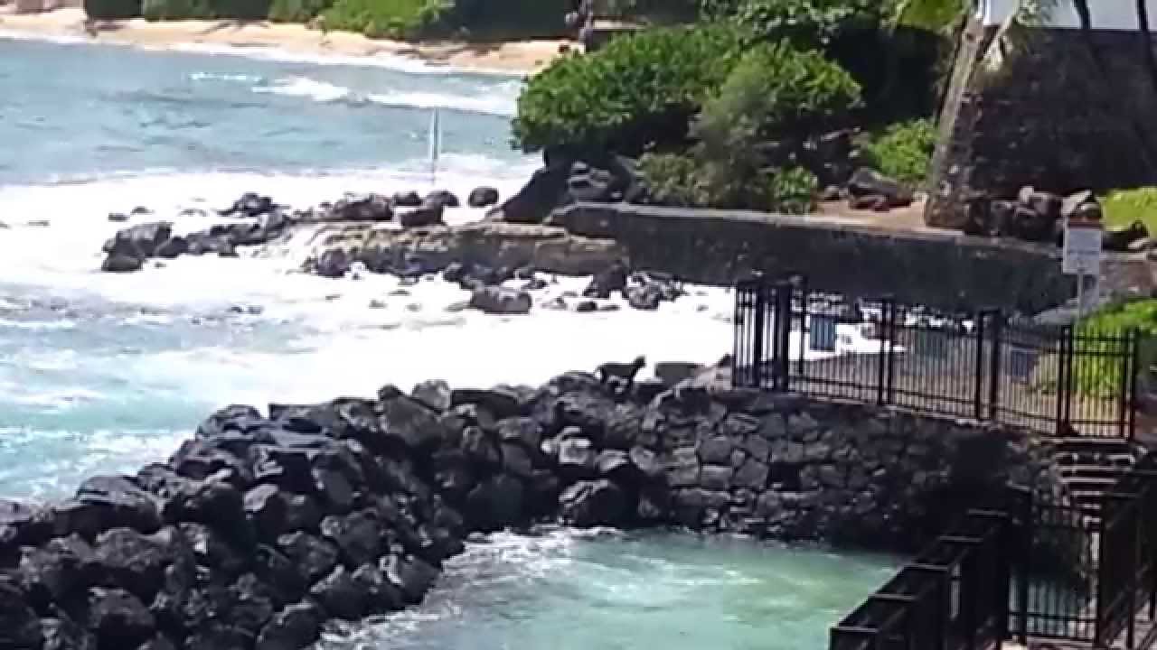 🌺 Shangri la in Honolulu