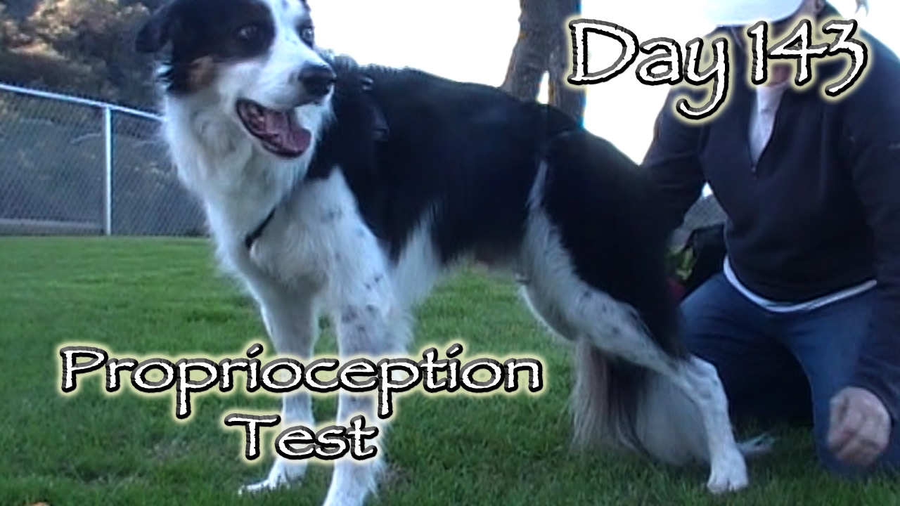 Day 143: Proprioception Test