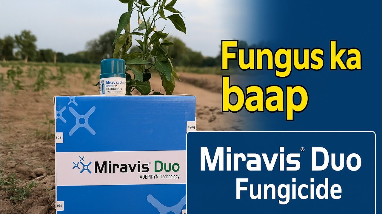 Syngenta Miravis Duo Fungicide || Pydiflumetofen (6.89% w/w) and Difenoconazole (11.49% w/w SC