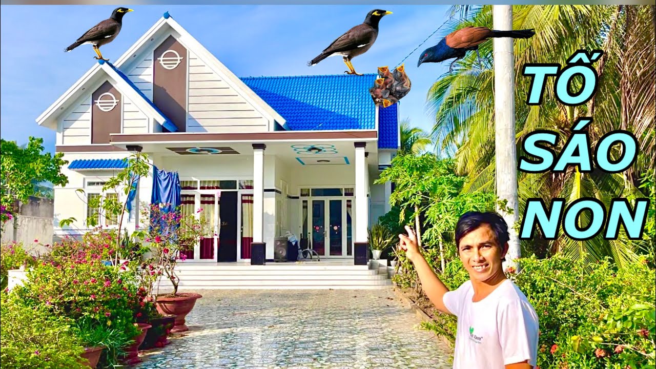 Anh Tư Khải | Phát Hiện Đàn Chim Sáo Bay Về Nhà Làm Tổ Hốt Làm Chim Cảnh