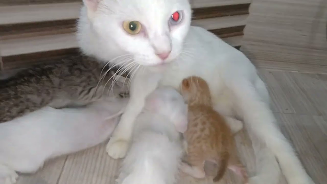 Mother Cat Loves Orphan Kitten As Her Own | He’s Growing So Fast Now 🍼🐾