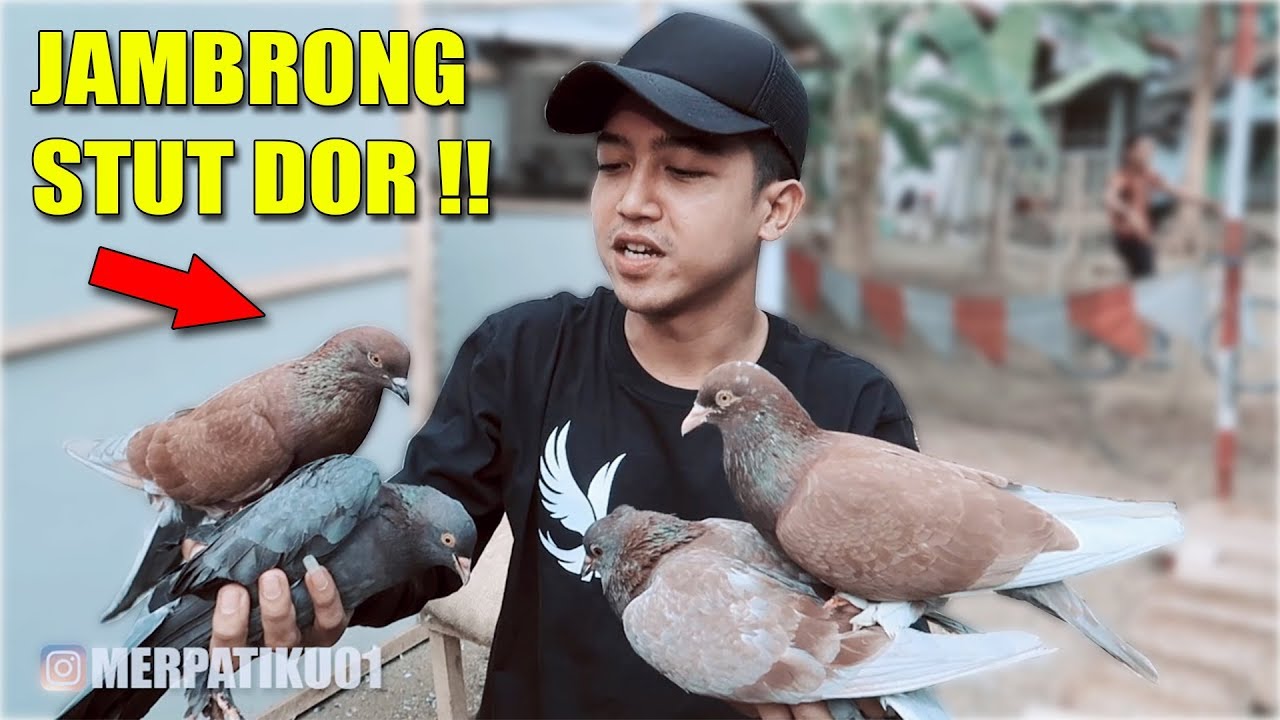 MERPATI JAMBRONG COCOK BUAT KOLONG BEBAS