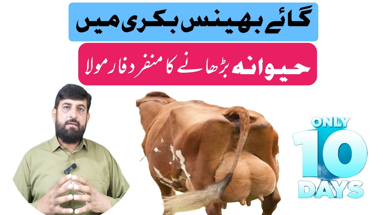 Udder حیوانہ Increase Super 10 days Formula Course | Milk Booster in Winter 
