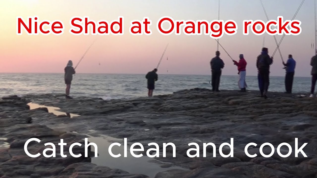 Nice Shad at Orange rocks