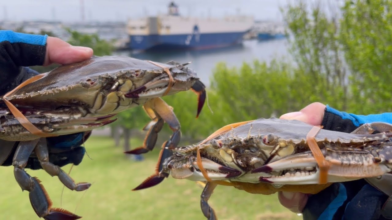 『ワタリガニを釣って食う』仙台港2023.5/19〜5/20撮影