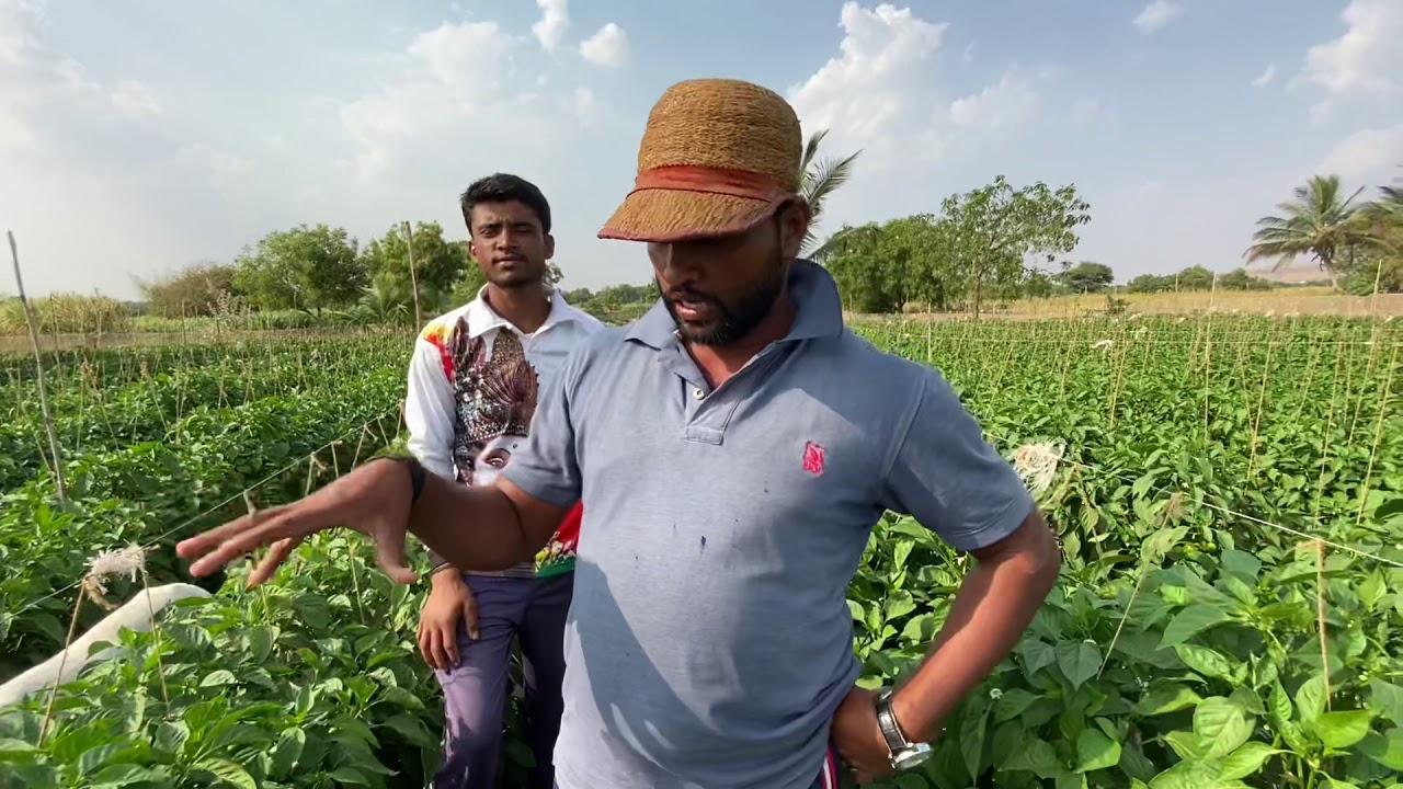Soil charger tech. शिमला मिर्ची शेडनेट पेक्षा निरोगी व जोमदार, रासायनिकचे नुकसान SCT ने भरून काढले👌