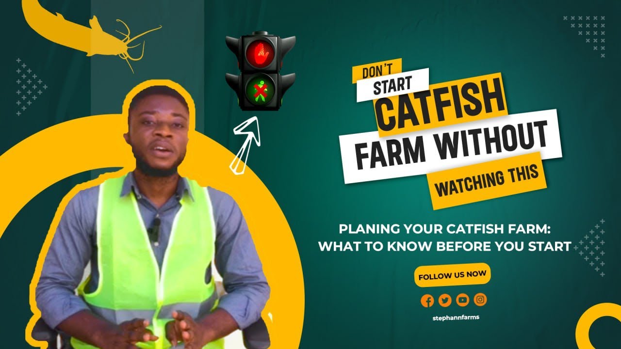 Planning your Catfish farm: What to know before you start.