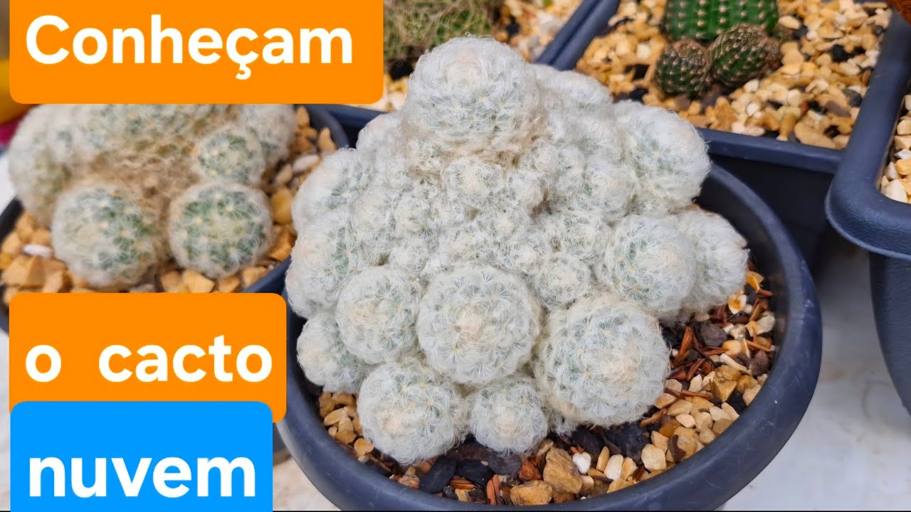 Conheçam o cacto nuvem. Mammillaria plumosa 