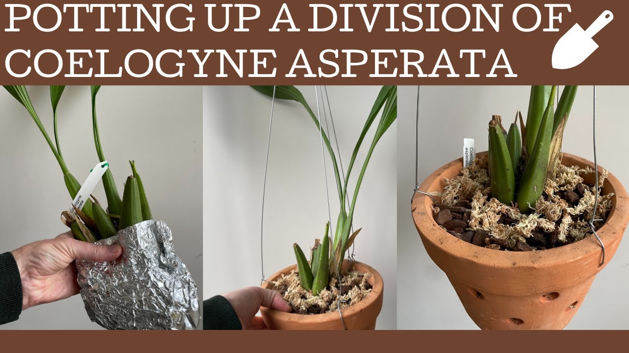 How to pot up a division of Coelogyne asperata.