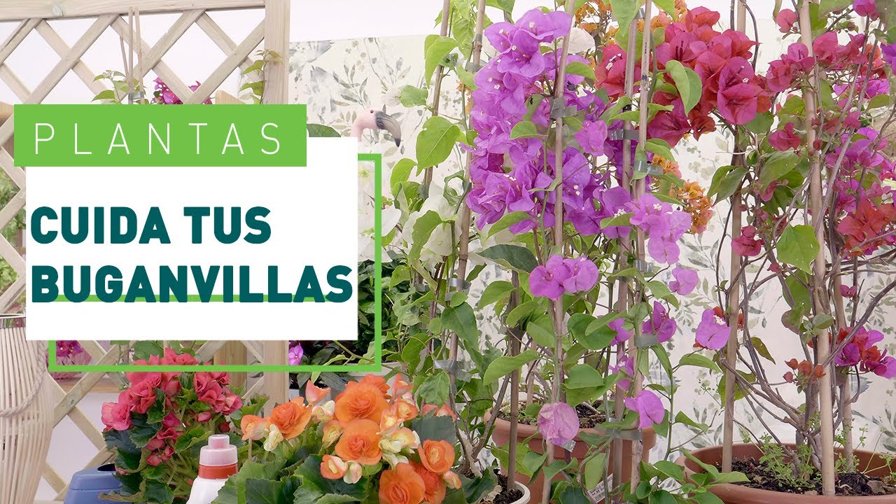Buganvilla: cuidados y consejos para que florezca | Plantas en VERDECORA