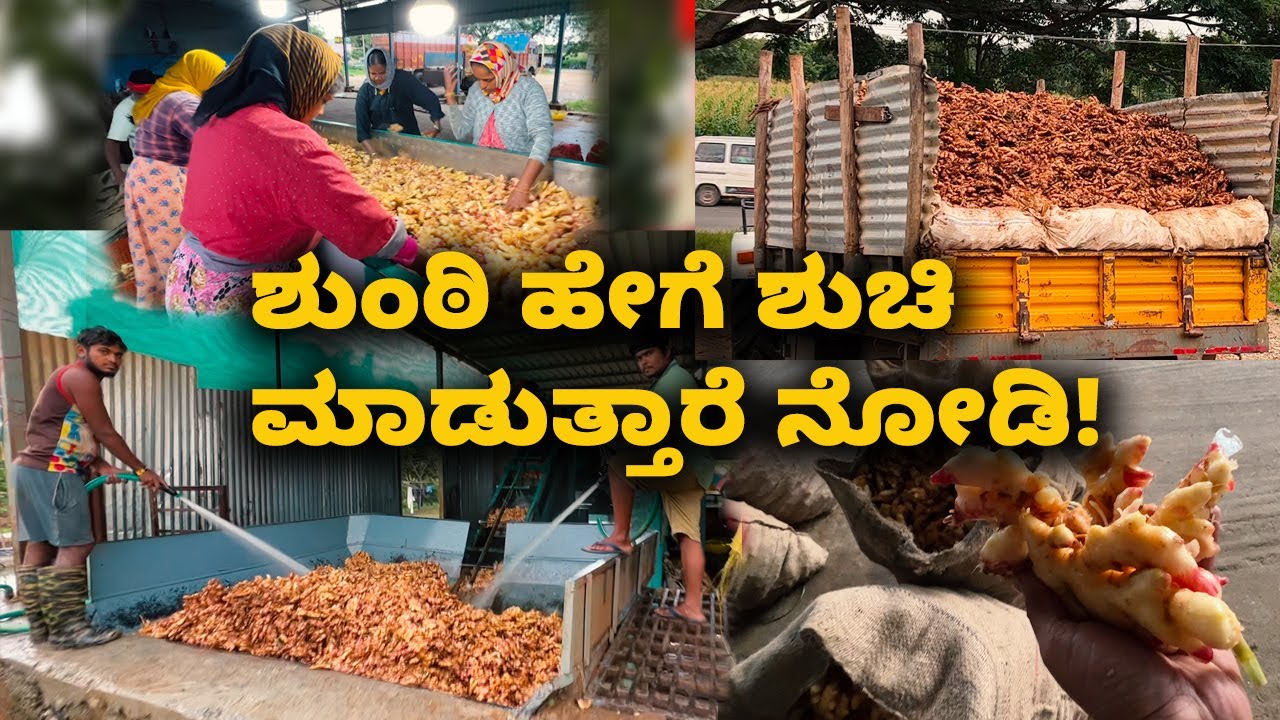 The process of washing Ginger in huge quantity ಶುಂಠಿ ಹೇಗೆ ಶುಚಿ ಮಾಡುತ್ತಾರೆ ನೋಡಿ! | Kannada Vlogs