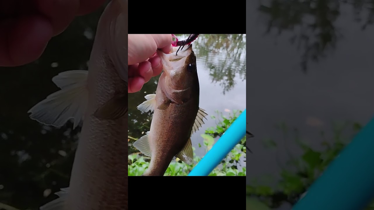 Red Shad Plastic Worm Got This one 