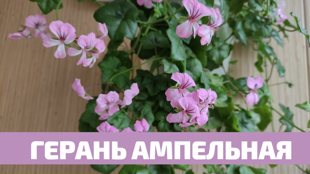 Пеларгония Плющелистная Ампельная, Уход