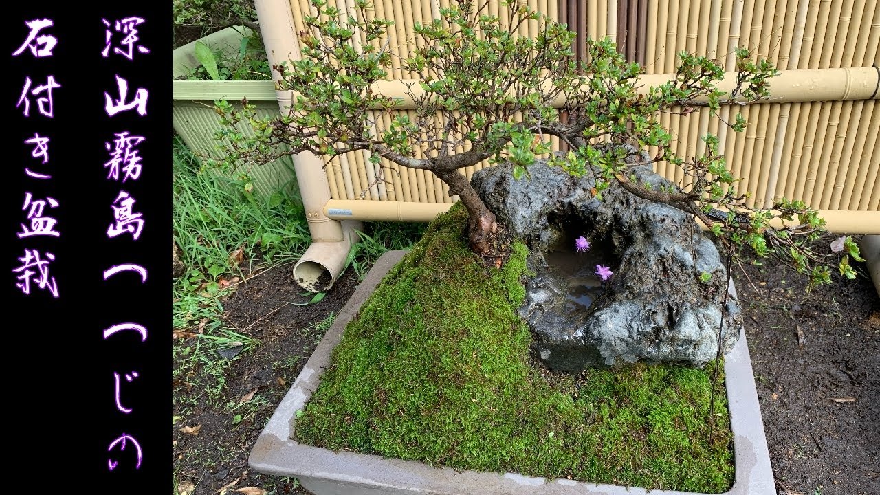 深山霧島つつじの石付き盆栽を作りました！石の穴を池にしました！Rhododendron kiusianum  azalea BONSAI moss