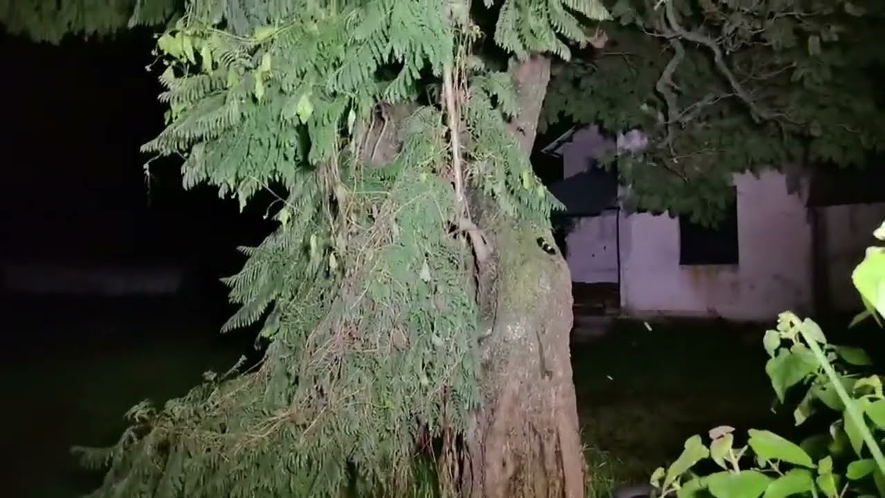 Vieron a la bruja aquí volando 