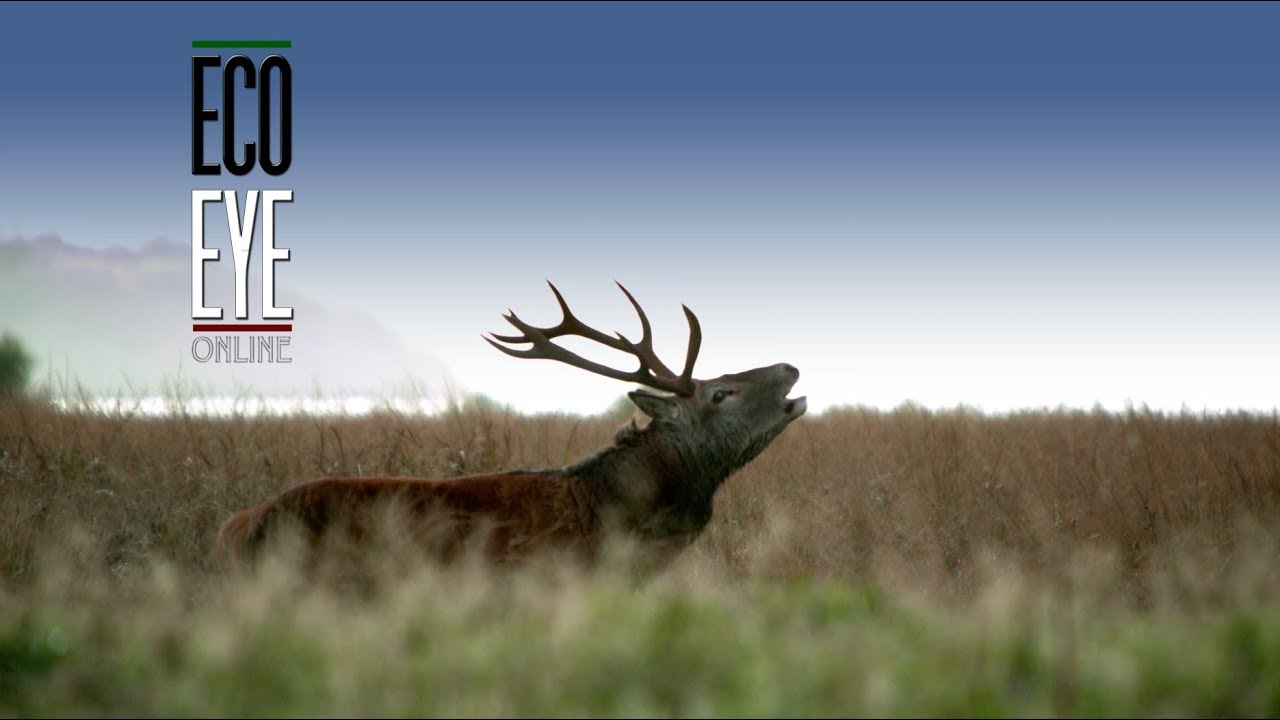 Restoring Nature (Ireland's changing nature) EE16 EP1