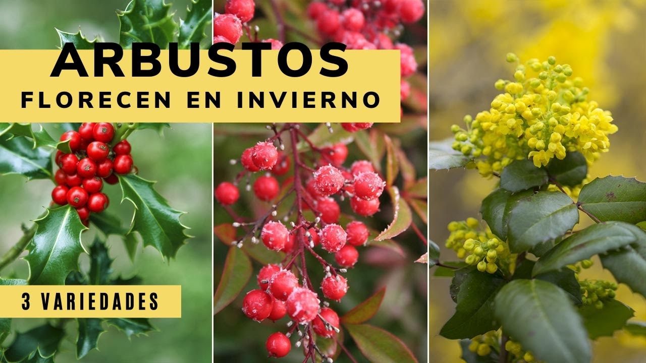 3 arbustos que florecen en invierno - Bricomanía - Jardinatis