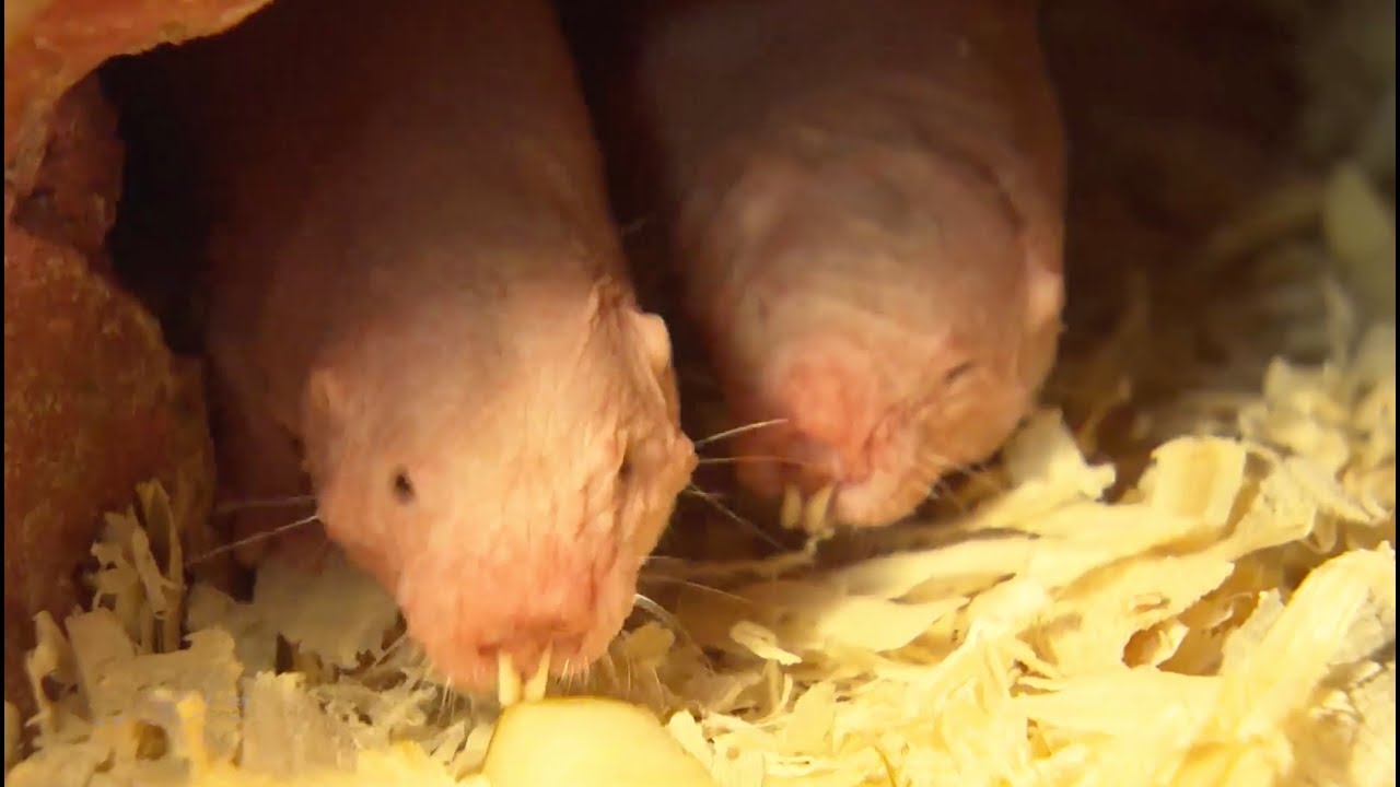 Exotische Tiere im Unterirdischen Zoo in Osnabrück