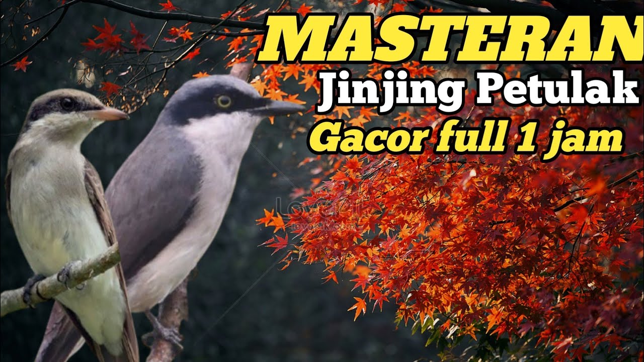 🟢AUDIO JERNIH MASTERAN BURUNG JINJING BETULAK GACOR||full 1jam