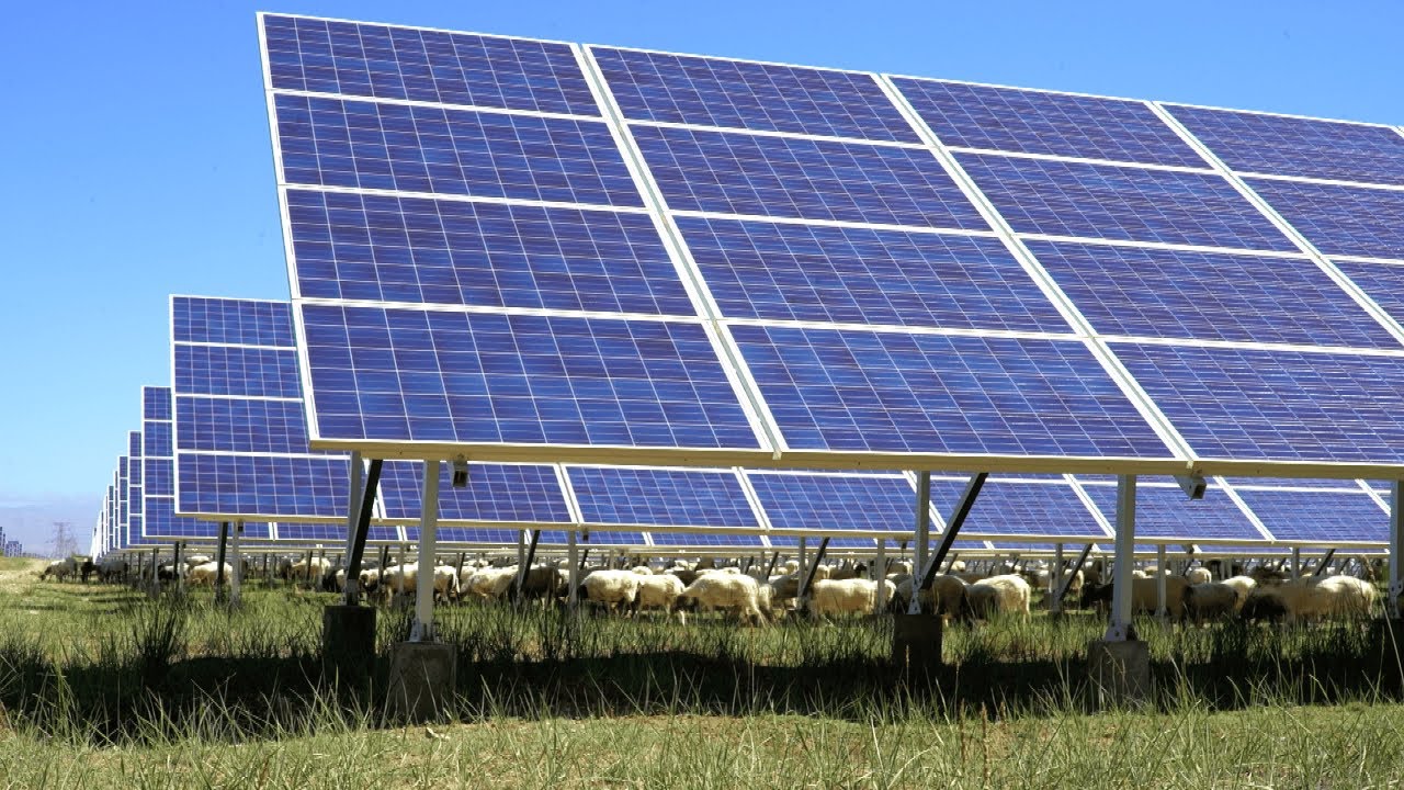 Avanzar hacia el desarrollo sostenible: Energía solar fotovoltaica y ovejas | CGTN