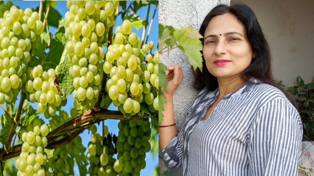 छत पर गमले में लगे अंगूर से बहुत सारे फल पाये | Get heavy fruiting from one grape vine