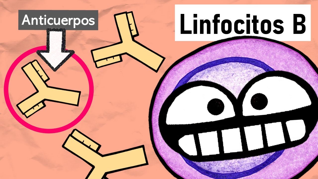 LINFOCITOS B | Activación y Cambio de Clase (Isotipo)