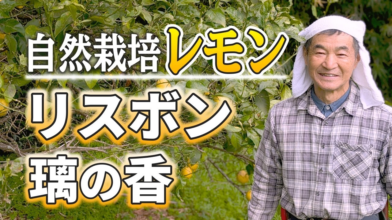 リスボンと璃の香（りのか）の違い｜自然栽培レモン（自然栽培専門店ナチュラルスタイル）