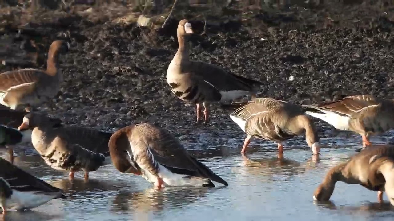 Greater white fronted geese in Fermilab 