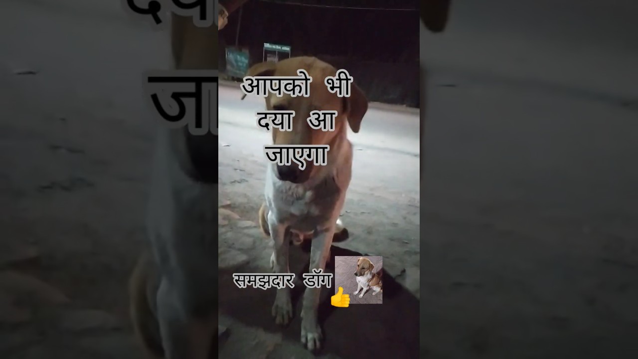 मासूम सा डॉग 😊