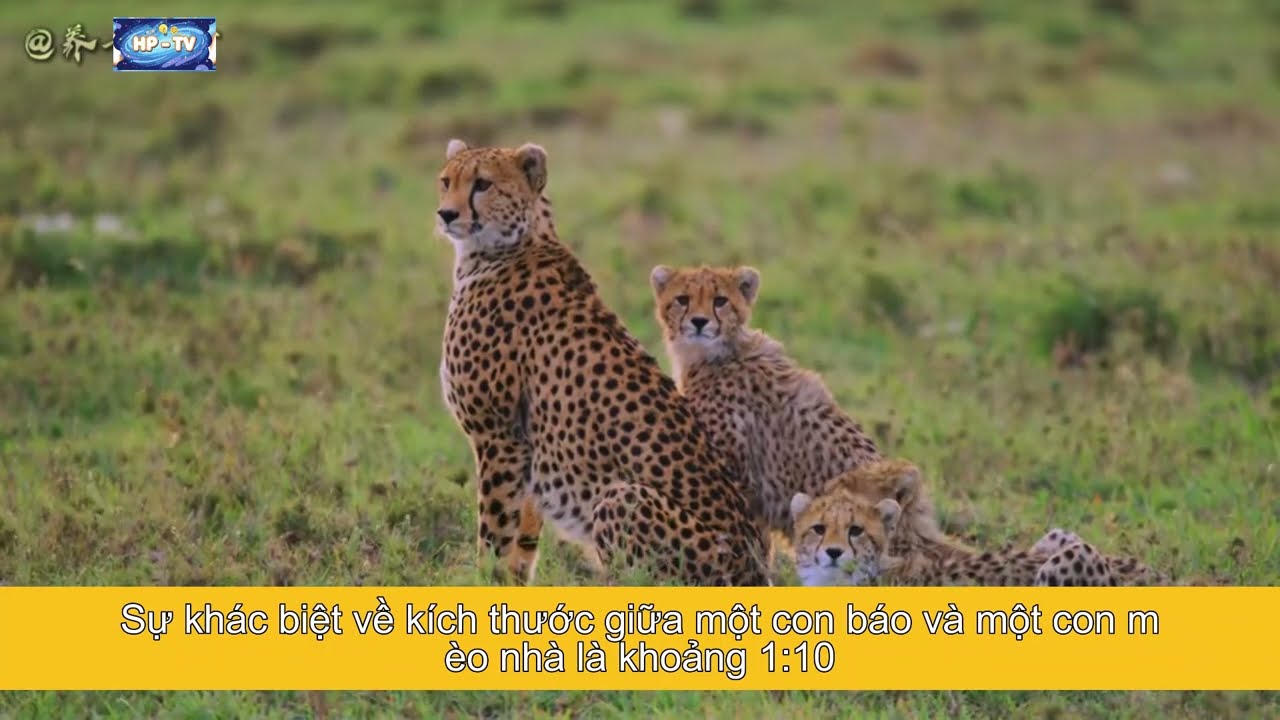 Tại sao Mèo lại không sợ Hổ| Mèo và Hổ