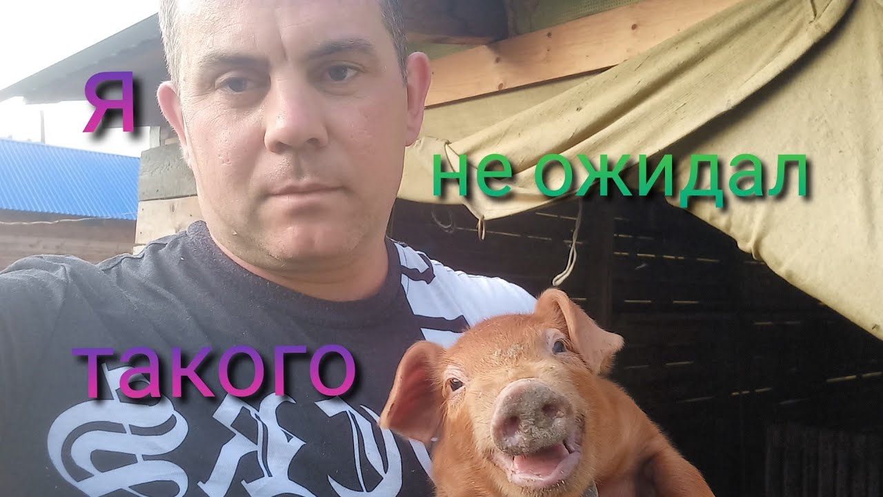 Я такого не ожидал. Вес поросят в 10 дней. Отличие помесных поросят от чистопородных