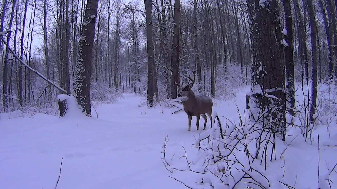 Beautiful Trophy Whitetail Buck Split G3 2013 Last Walk