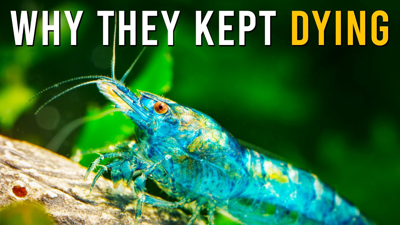 A COSTLY Mistake I Made When Adding New Shrimp To My Aquarium