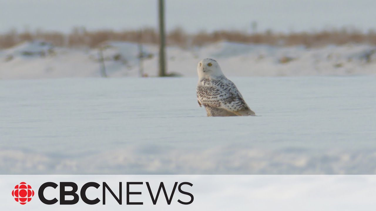 Is it humane to trap and relocate urban wildlife?