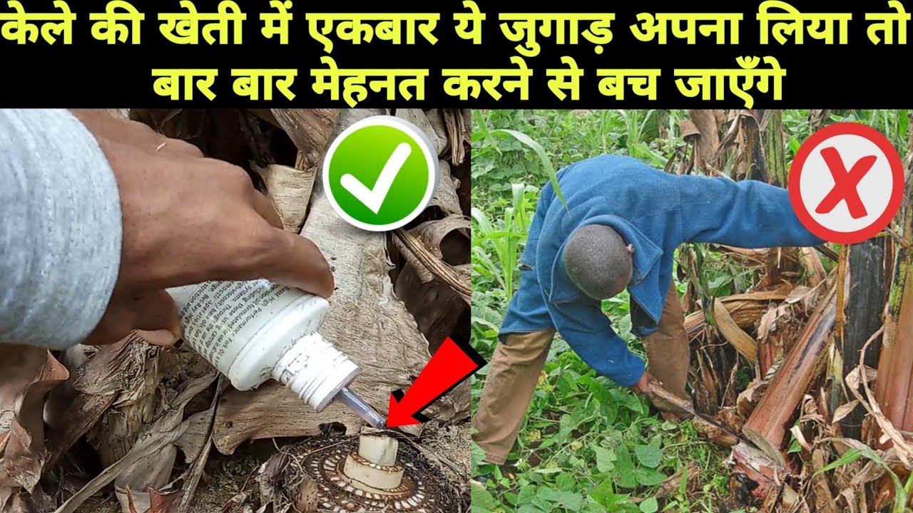 How to prune Sucker in Banana Farming || Sucker management in banana field