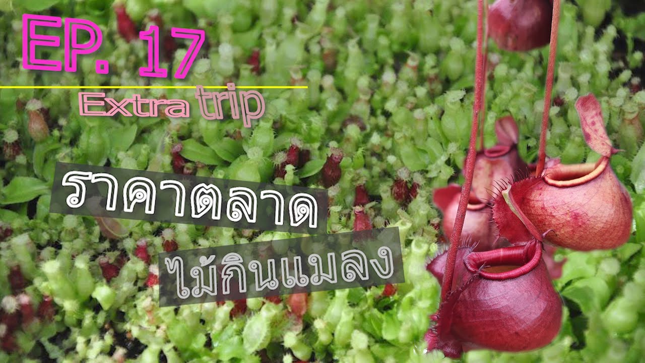 EP.17 extra trip ราคา กับตลาด ไม้กินแมลง