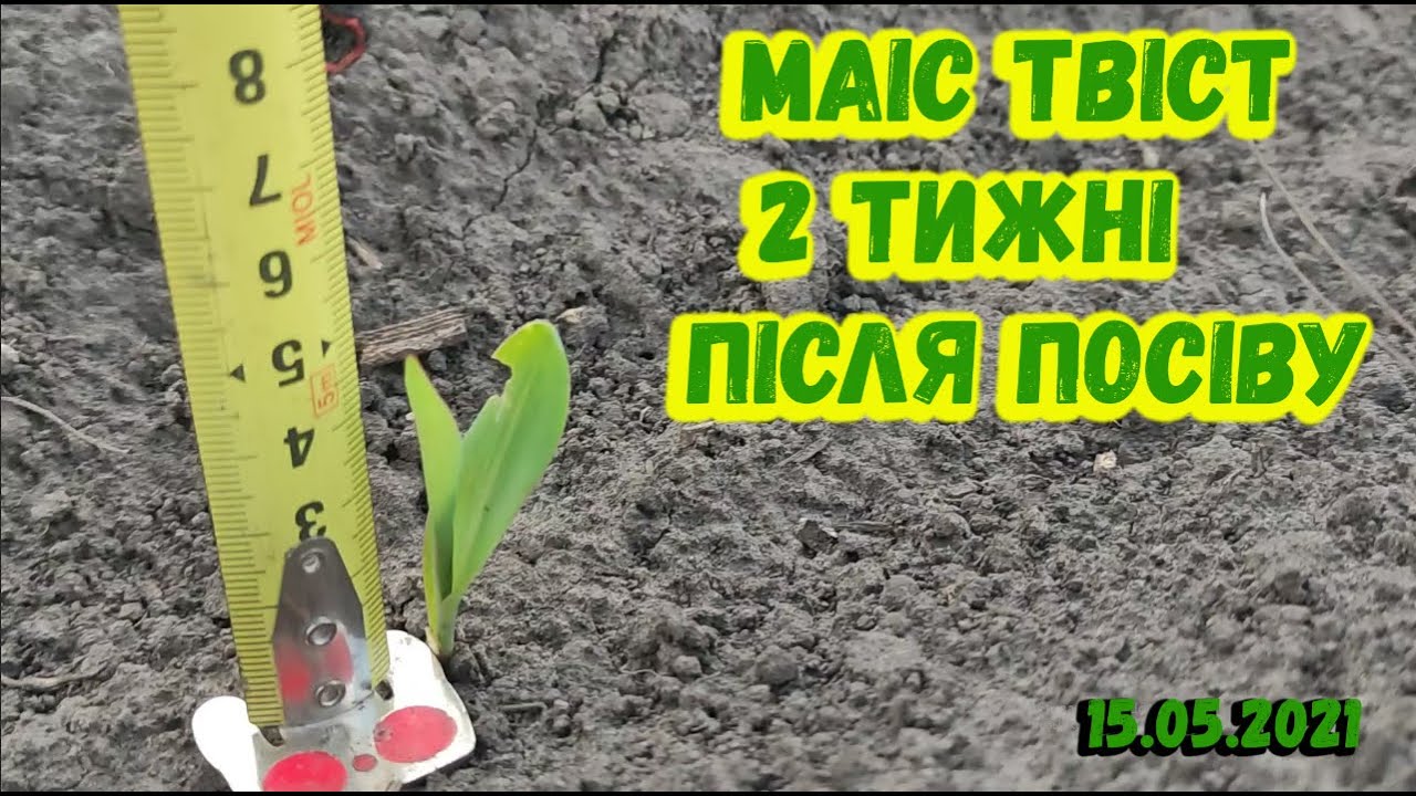 Огляд Кукурудзи Твіст від МАІС Два тижні з моменту посіву